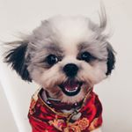 Profile Picture of Richard Babyboy Pau 🐾 (@pau.thedog) on Instagram