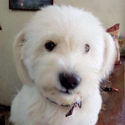 Profile Picture of Keith Ivan Pacot (@keithpacot) on Twitter