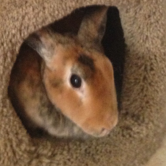 Paula Galatro - Poshmark Profile Picture of Paula Galatro (@2xaround) on Poshmark