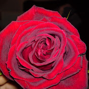 Profile Picture of Enrique Gama (@enriquegama5794) on Youtube