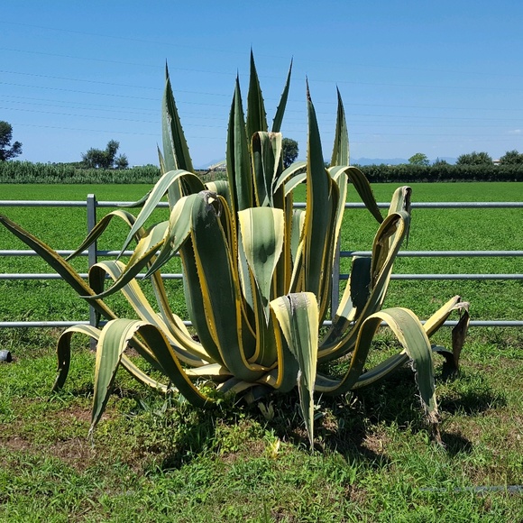 Profile Picture of Menachem Lehrfield (@fortnox) on Poshmark