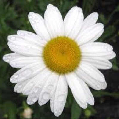 Profile Picture of Pat Nicol (@PNicol1) on Twitter