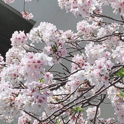 Profile Picture of Reina (@rena0221mike) on Twitter