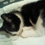 Profile Picture of Jo Laskey (@laskeyjo) on Instagram