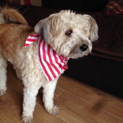 Profile Picture of Lisa Marie Button (@cotton_critter) on Twitter