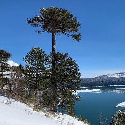 Profile Picture of Moises Andrade (@moandradea) on Twitter