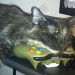 Profile Picture of Brian Wanta (@platymcnum) on Instagram