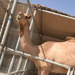 Profile Picture of Hamad Almansoori (@r3y.sy3sh) on Instagram