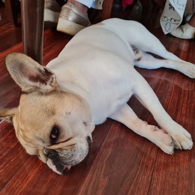 Tomislav Marinovic - Twitter Profile Picture of Tomislav Marinovic (@TomislavMarino1) on Twitter