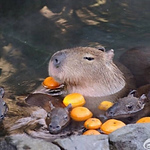 Profile Picture of Chenlin Zhang (@Irene.iz) on Flickr