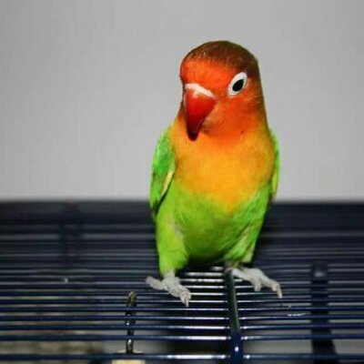 Profile Picture of Richard (@NevelsRichard) on Twitter