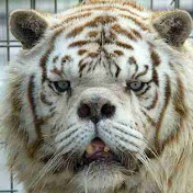 Profile Picture of Sean Potter (@awtistictiger868) on Youtube