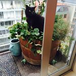 Vicki Carty - Instagram Profile Picture of Vicki Carty (@vicki.carty) on Instagram