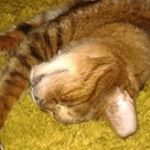 Profile Picture of Kevin Hazelwood (@hazelwood.kevin) on Instagram