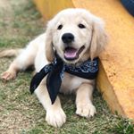 Profile Picture of Buddy Golden (@buddy_wiser_golden) on Instagram