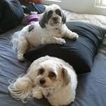 Profile Picture of Tracey Andersen (@andersen.tracey) on Instagram