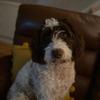 Profile Picture of Fifield Dawn (@@fifielddawn1) on Tiktok