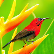 Profile Picture of Sebastien Jean (@SuperDL0314) on Youtube