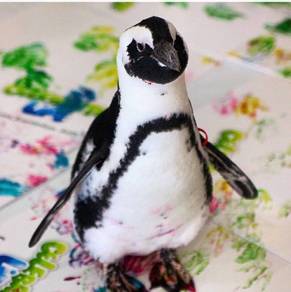 Profile Picture of Lisa Thomaston (@thomlisa) on Poshmark