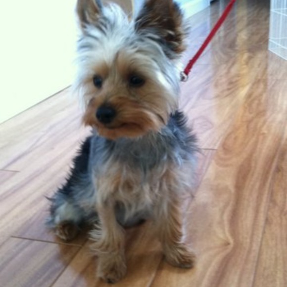 Profile Picture of Nidia Karbonik (@nidiak1) on Poshmark