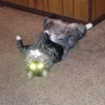 Profile Picture of Michael McIntyre (@mnmcintyre) on Instagram