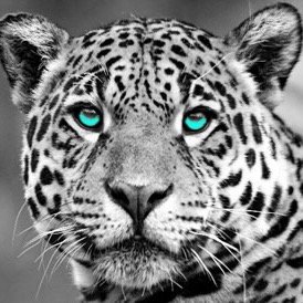 Profile Picture of Glen Allen HS (@GAHS_Official) on Twitter