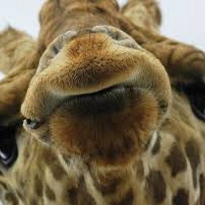 Profile Picture of Joe Mina (@jmina249) on Twitter