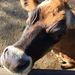 Profile Picture of Randy Wilburn (@randy4878) on Pinterest