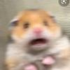 Profile Picture of david.prohaska (@@david.prohaska) on Tiktok