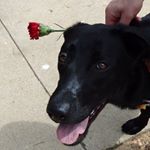 Profile Picture of Miley Davis Labman (@miley_labman) on Instagram