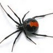 Profile Picture of Chris Maltby (@ChrisMaltby) on Youtube