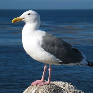 Profile Picture of Dick C. Gull (@GullDick) on Twitter