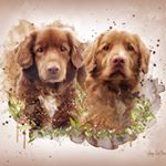 Profile Picture of Sam & Rex (@toller_buddies) on Instagram