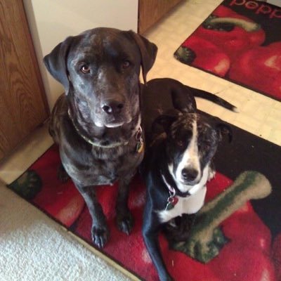 Profile Picture of Birgit VB Aka Bee (@birgitv63) on Twitter