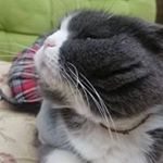 Profile Picture of Janice Hsu (@colapopopo) on Instagram