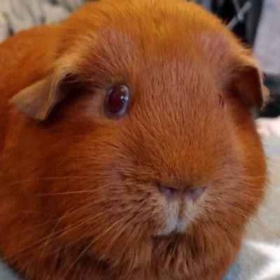 Profile Picture of Lisa Britton (@Crazynaillady) on Twitter