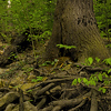 Profile Picture of Bill Cox (@Pennsylvania Bushcraft) on Flickr