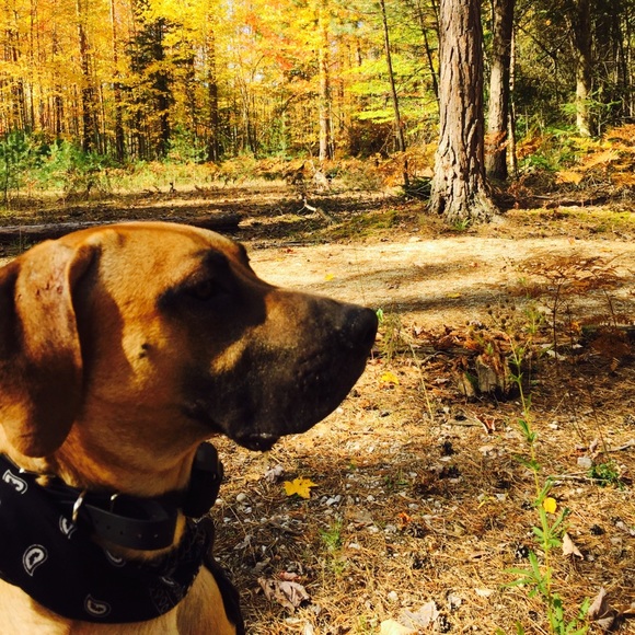 Profile Picture of Karlene Spunde (@karlyspuk) on Poshmark