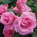 Profile Picture of Janet Aspinwall (@jadreamer) on Pinterest
