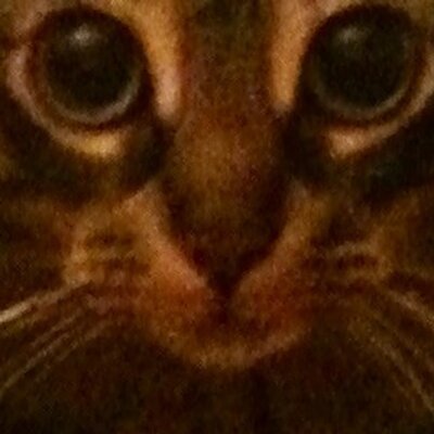 Profile Picture of Caroline Berger (@caberger4) on Twitter