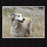 Profile Picture of Lucas Odell (@koalasam_photos) on Instagram