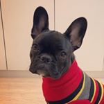 Profile Picture of Grace Jones - The Frenchie 🐶🌈 (@gracejonesthefrenchie) on Instagram