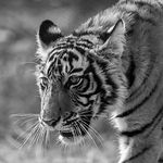 Profile Picture of $ Abhijit $ (@$ abhijit $) on Flickr