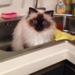 Profile Picture of Alessandro Scipioni (@kappericcia) on Instagram