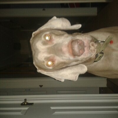 Profile Picture of Josh Alfano (@JoshAlfano1) on Twitter