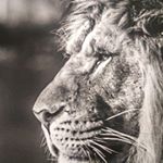 Profile Picture of Johan Jaspers (@degoudenleeuwborgloon) on Instagram