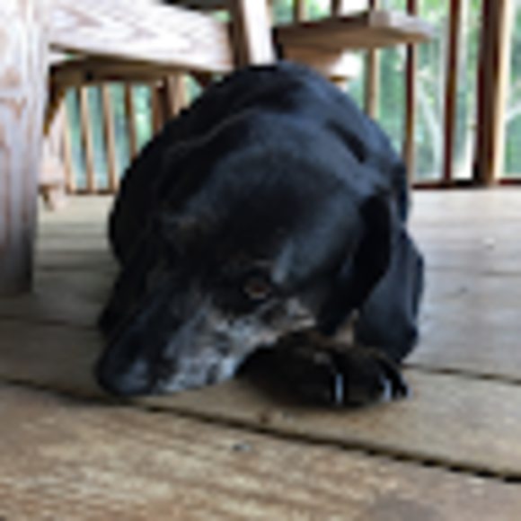 Profile Picture of Paige Feeny (@paige_f4) on Poshmark