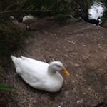 Profile Picture of James. Sabbagh (@james.sabbagh) on Instagram