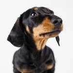 Profile Picture of Roxy Phillips (@nyan_kitty_) on Instagram