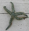Profile Picture of Evasterias troscheliion Wikipedia